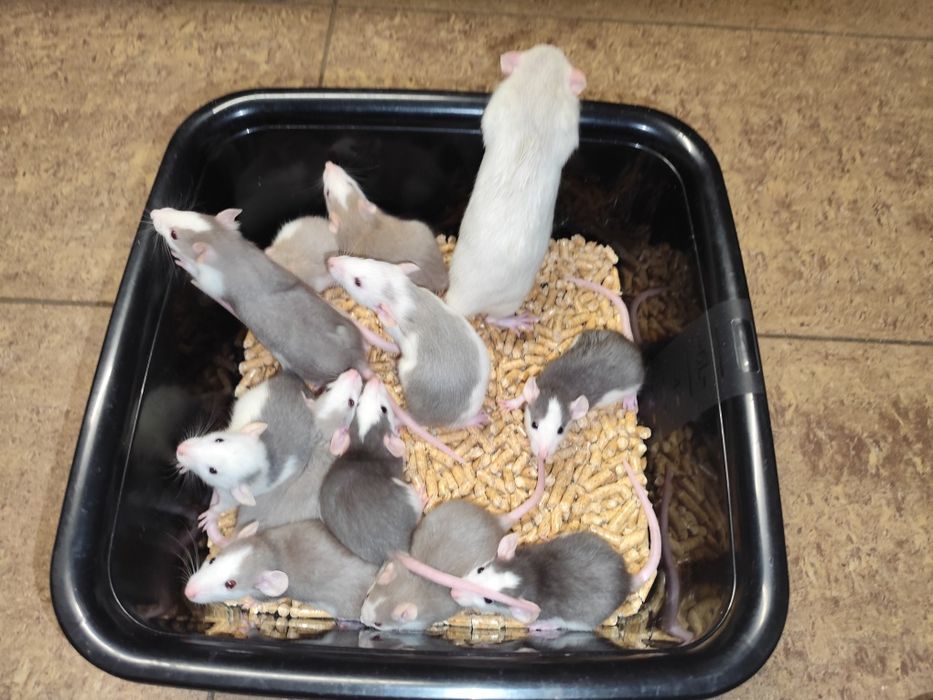 Szczurki husky szczurek