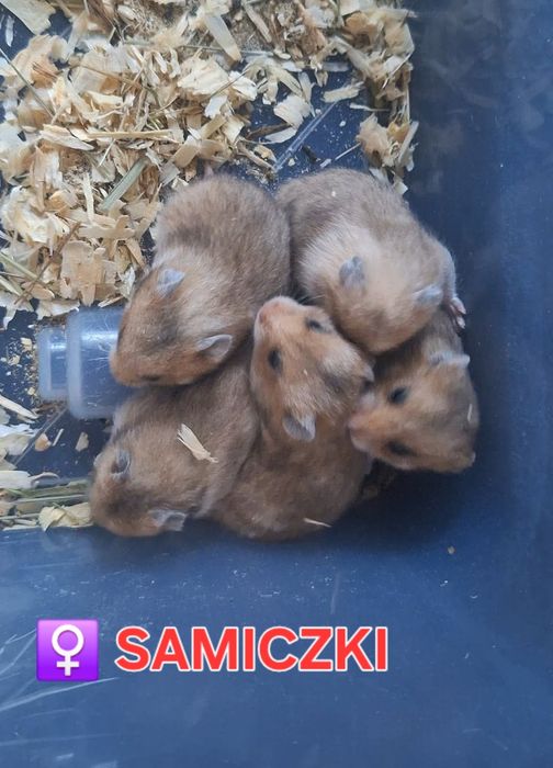 Młode chomiki syryjskie REZERWACJA TRWA/Zostały 2 samce i 2 samiczki