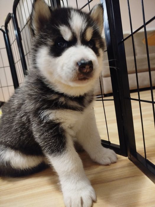 Szczeniaki Siberian husky