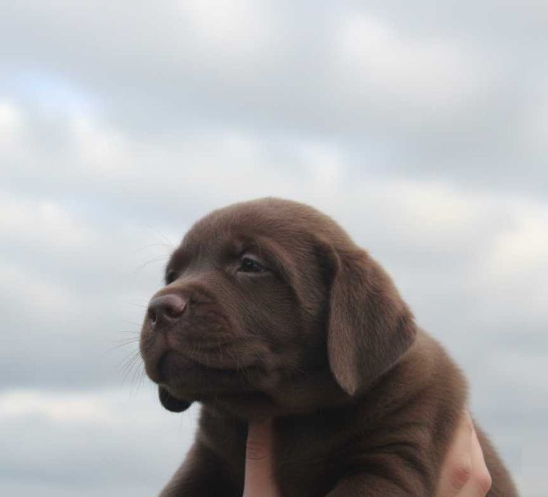 Шоколадки з документами КСУ-FCI