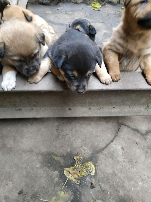 Цуценята двомісячні безкоштовно в добрі руки