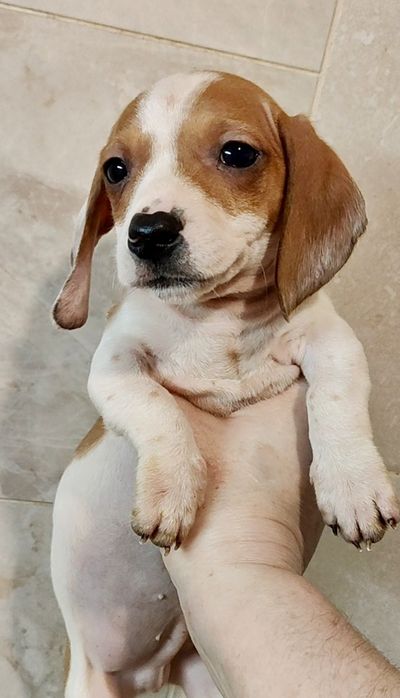 Щенок кроличьей таксы пайболд с родословной