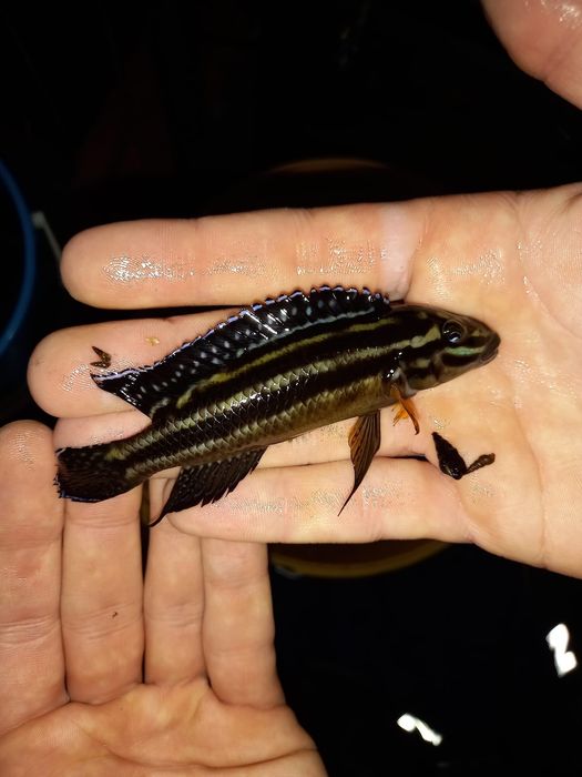 Ciclideos Tanganyika  julidochromis kipili, julis adultas