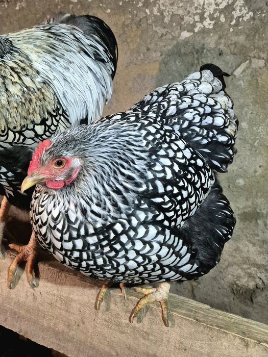 Інкубаційні яйця "Віандот срібло"