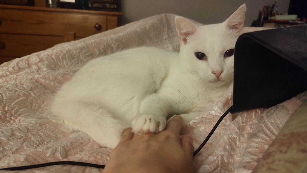 Gato para adoção responsável