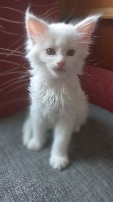 Kocurek Maine Coon WCF