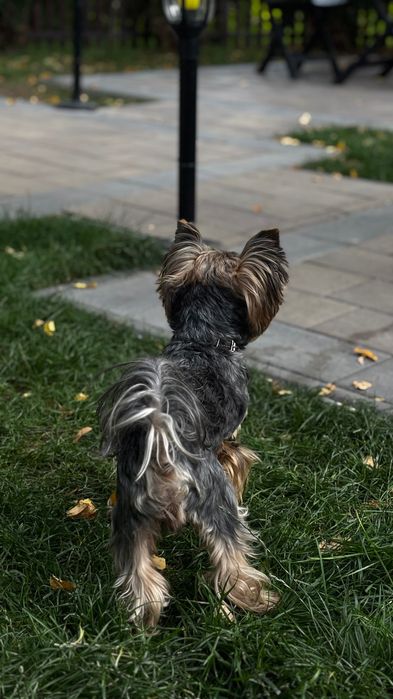 Вʼязка йорка йоркширського тер'єра