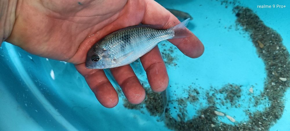 Cyrtocara morii  pyszczak