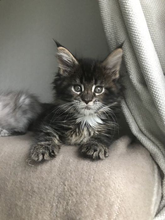 Мейн кун , дівчинка