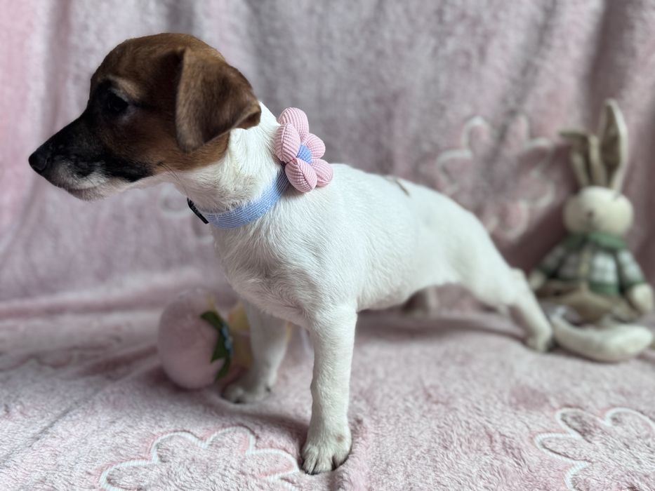 Jack Russell Terrier - SUNIA gotowa do odbioru