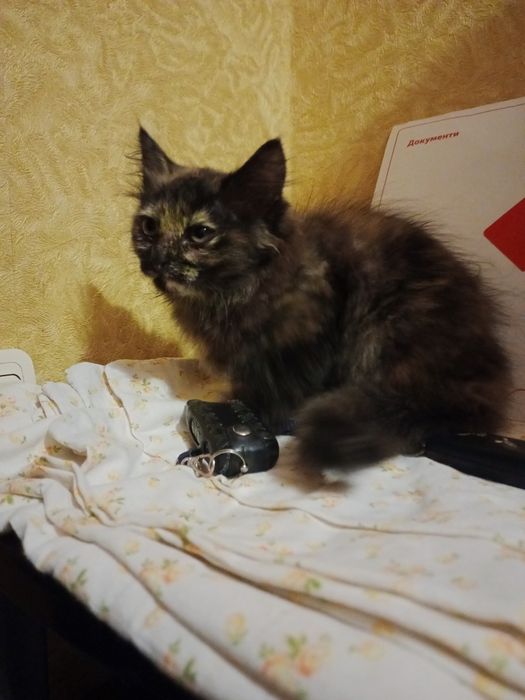 Прилаштовується в добрі руки кошенята хлопці та дівчата