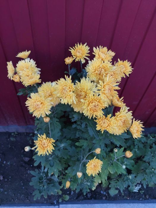 Хризантема мультифлора та корейка