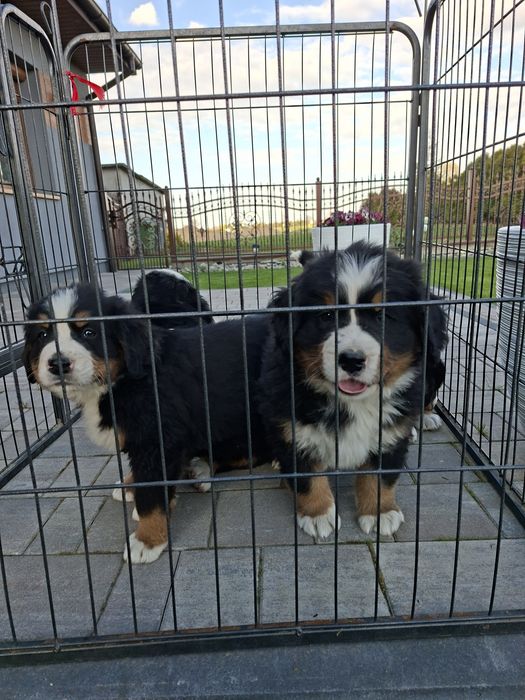 Berneński Pies Pasterski suczka