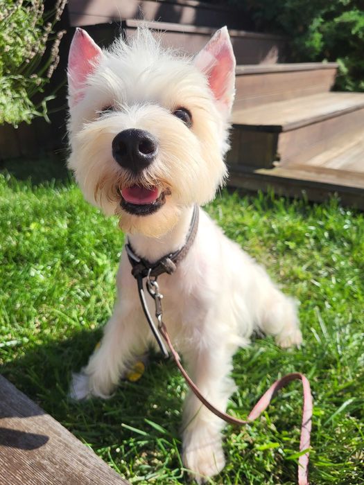 Цуценя West Highland White Terrier/ Вест Хайленд Уайт Терр'єр