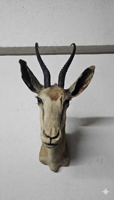 Troféu de Cabra de de Leque
