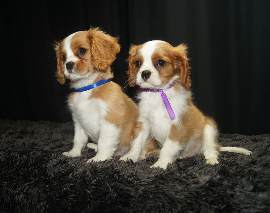 Cavalier King Charles spaniel