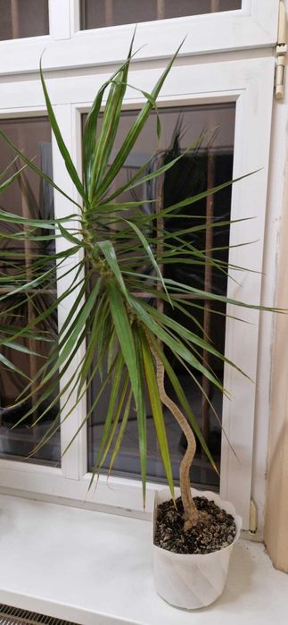 Dracena kwiat ok 120 -130 cm wysoka
