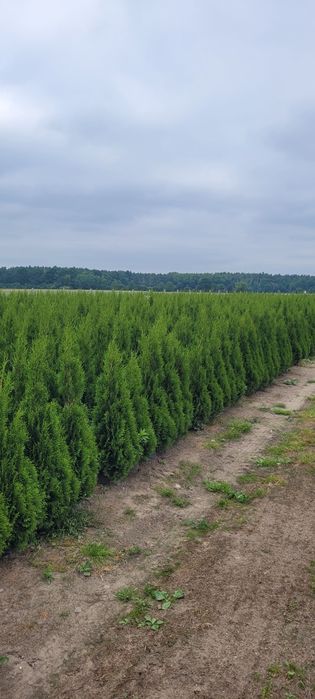 Tuja Smaragd 120 cm tuje szmaragd 80 brabant thuja 120 czestochochowa