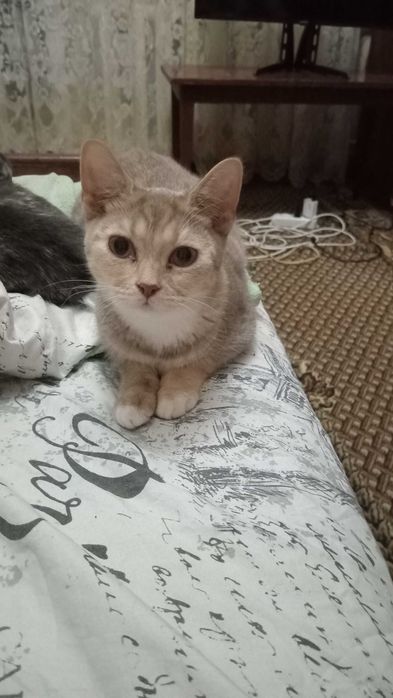 Грайливі домашні кошенята