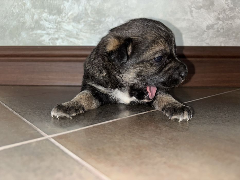 Віддам цуценят у добрі руки