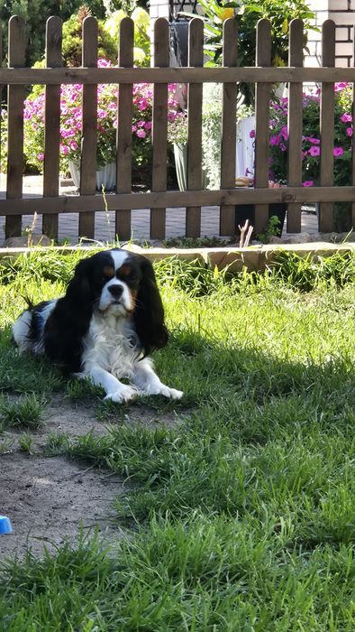 Cavalier reproduktor