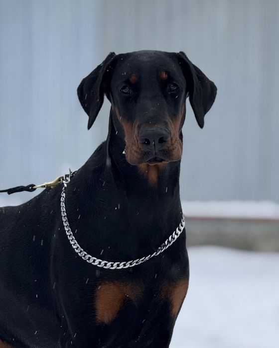 Доберман КСУ/FCI