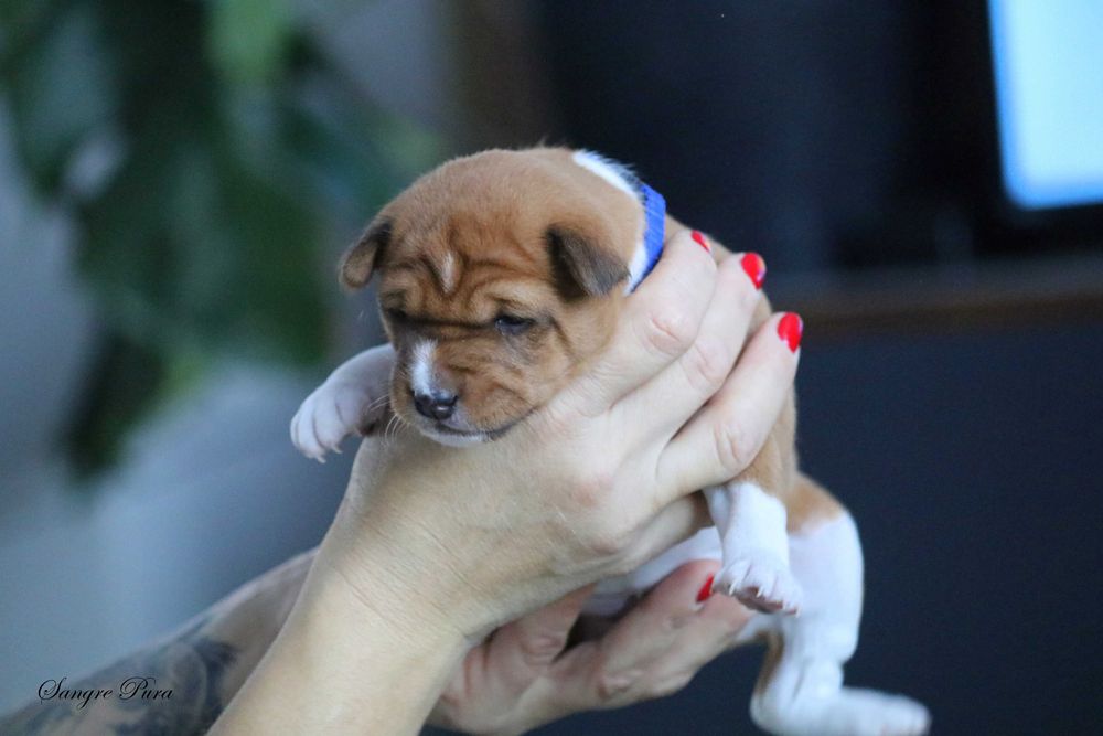 Samiec Szczeniak Basenji