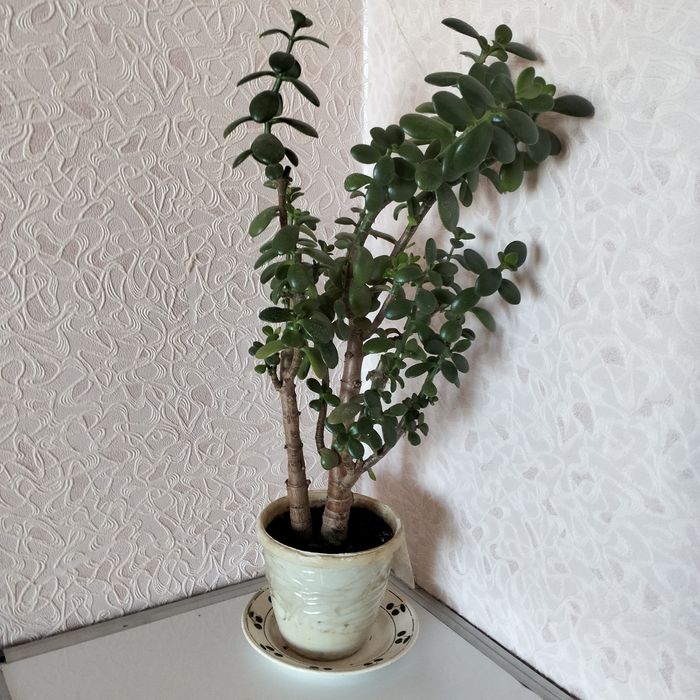 Денежное дерево Толстянка