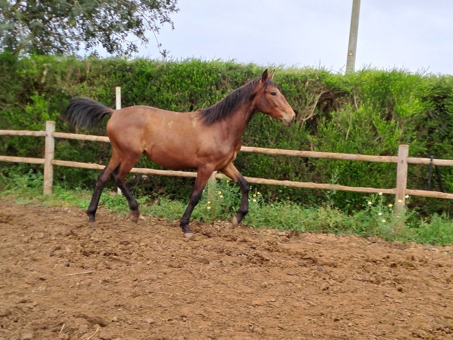 Poldro lusitano para vende