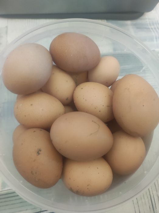 ovos de galinha caseiros para consumo