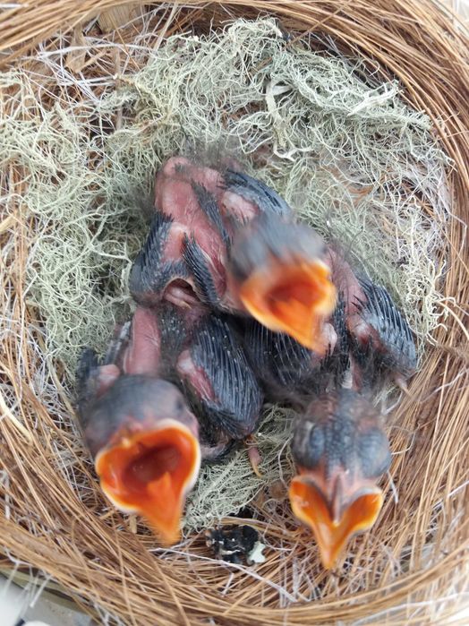 Casal de Rouxinois do Japão anilhados  2025 Outras aves