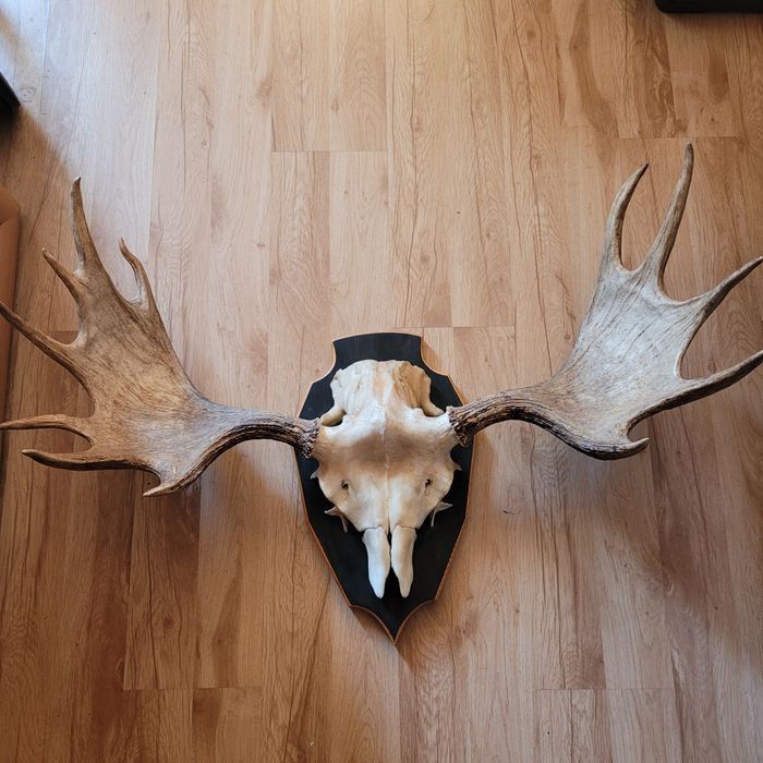 Rogi, poroże  łosia ze Szwecji