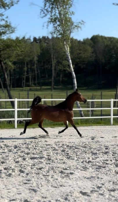 Klacz arabska hodowla