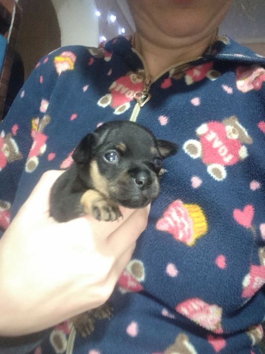 Цуценя Той-Тер'єр (дівчинка)