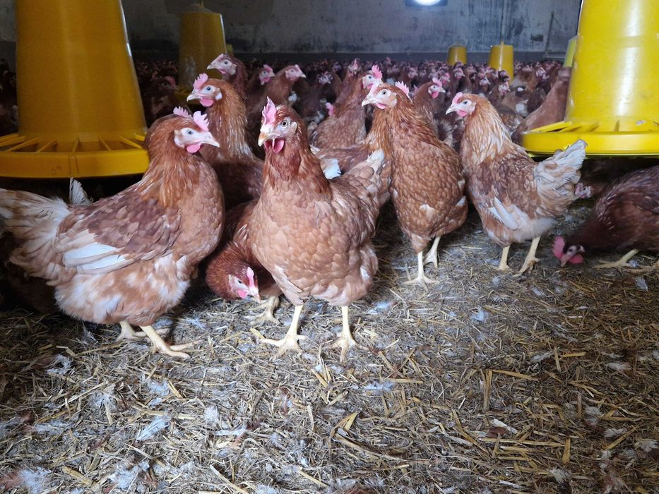 Kurki nioski Tetra brązowa z  jajkiem dowóz Gratis