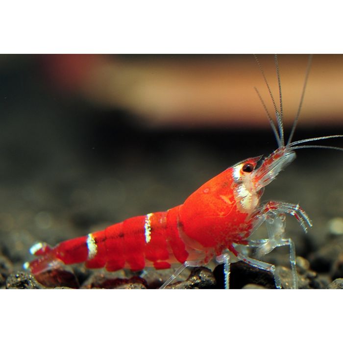 Super Crystal Red (SCR) - Caridina logemanni