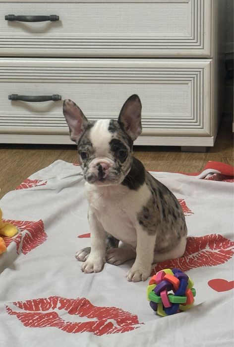 Вишукані бульдожки з розплідника