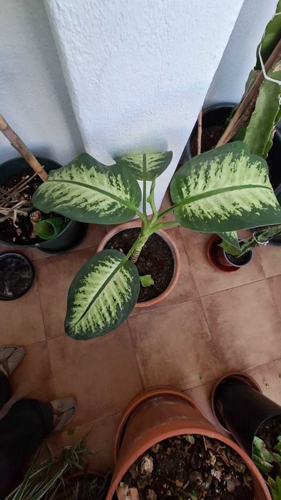 Dieffenbachia e lirio da paz