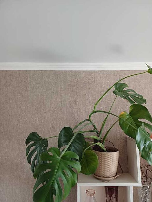 Молодая растущая монстера высотой 80  см