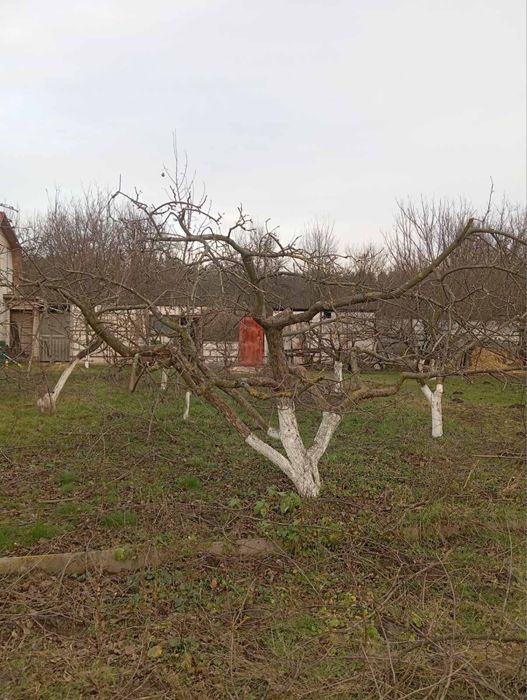 Надаю  послуги обрізки фруктових дерев