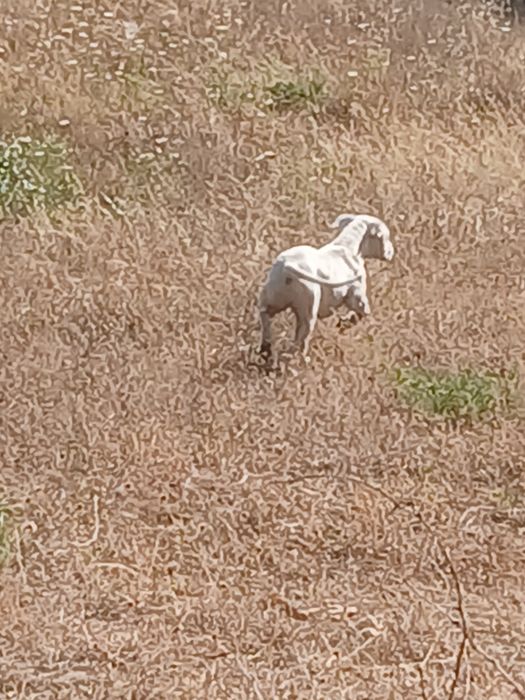 Para dar um cão.