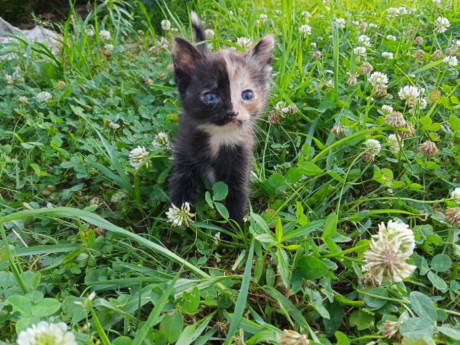 Віддам кошенят. Терміново.