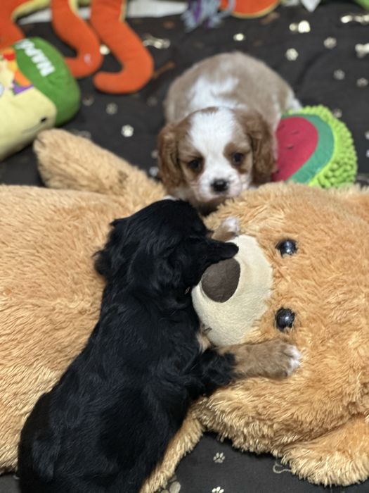 Cavalier king charles