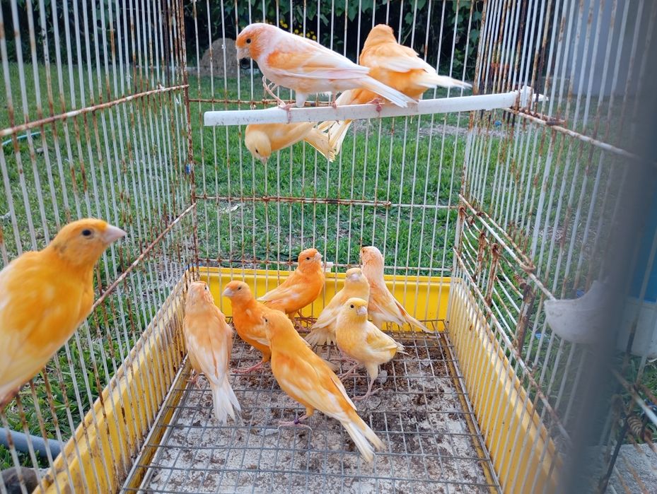 Aves disponíveis, roseicollis, periquitos de várias mutações, caturras, periquitos ingleses,rolas diamante, mandarins, aves criadas à mão, caturras.