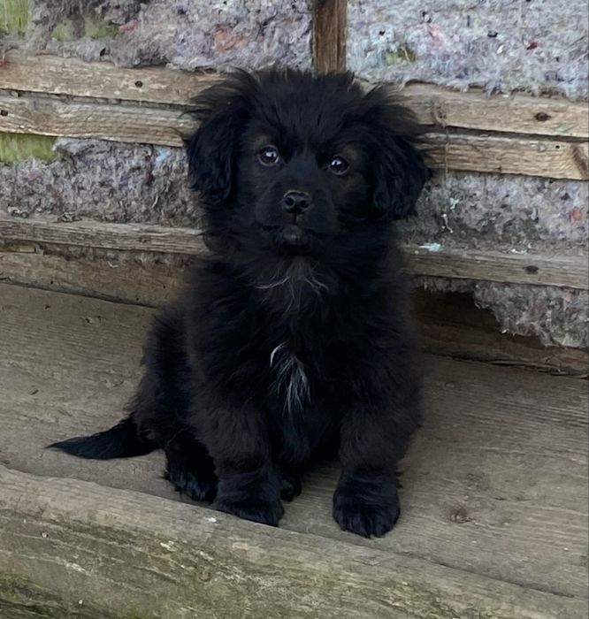 Віддам у добрі руки милих песиків