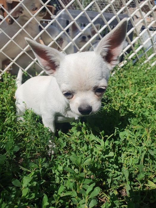 Мальчик чихуахуа гладкошерстный