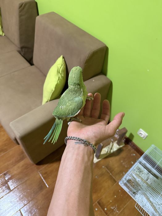 Ring neck criado a mao
