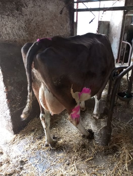 Sprzedam krowę wysokocielna 07.04.26r aktualne ogłoszenie