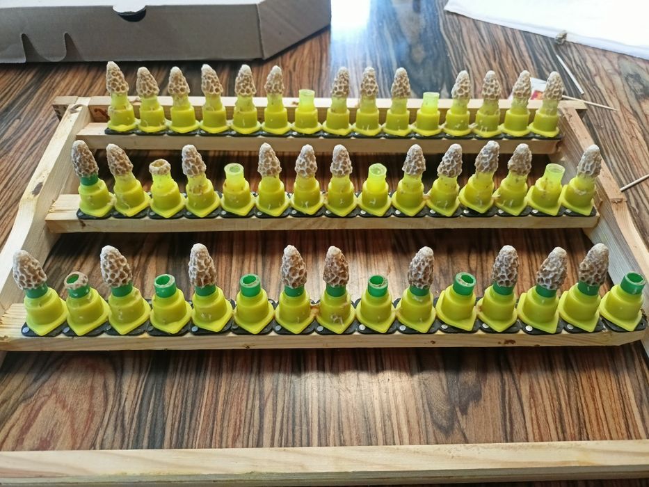 Odkłady pszczele na sezon 2026 - ramka wielkopolska