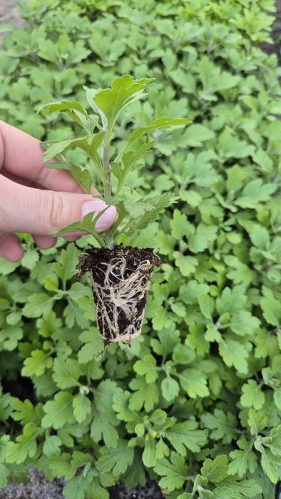 Хризонтема мультифлора- черенок